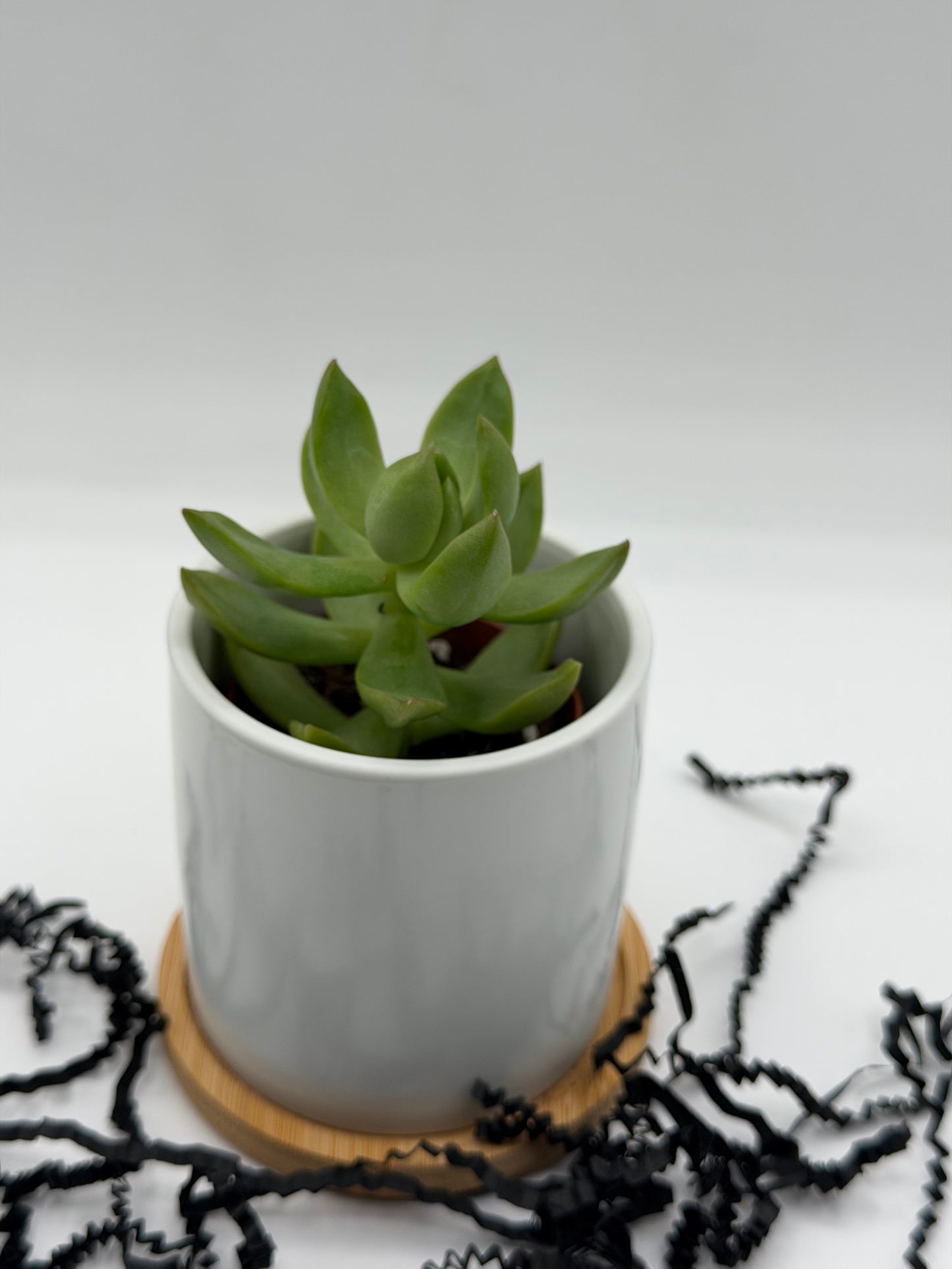 Custom Plant Pots