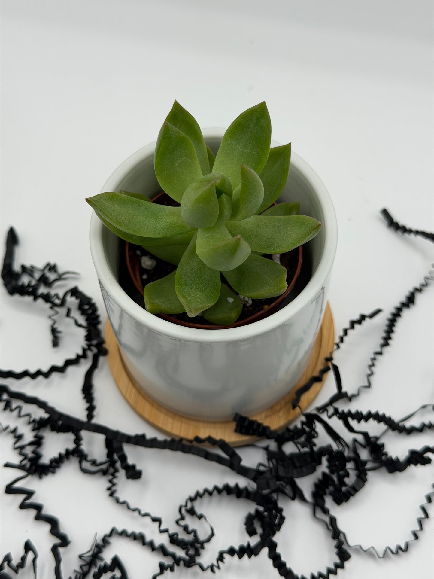 Custom Plant Pots