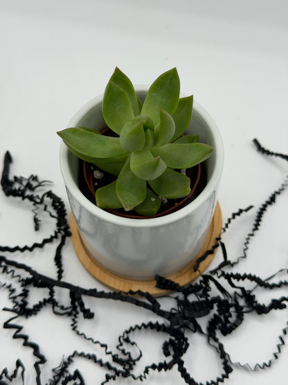 Custom Plant Pots