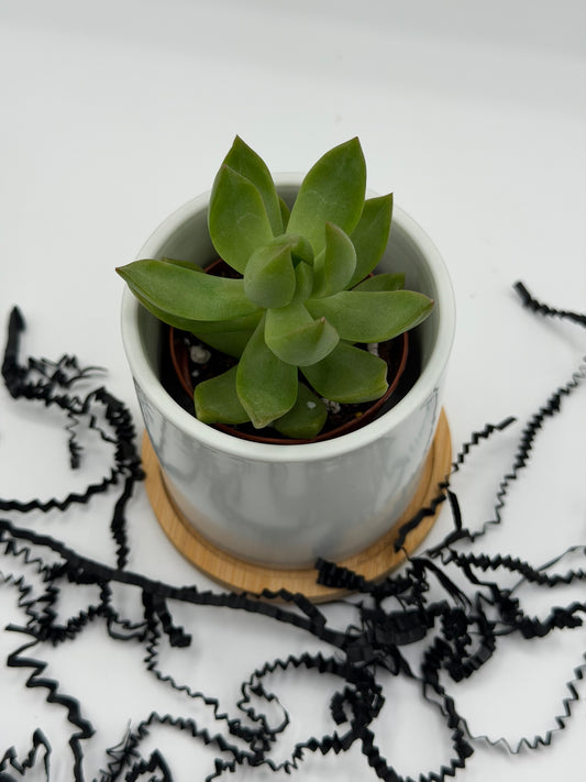 Custom Plant Pots