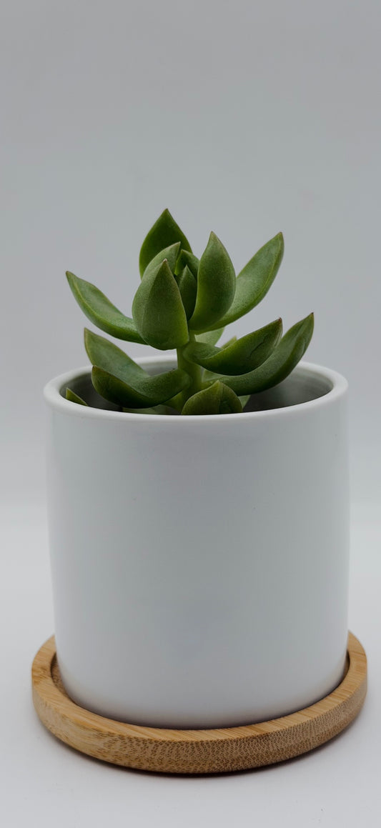 Custom Plant Pots